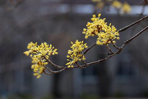 forår, forår blomster, natur, blomster, planter, træ, smuk, have, sæson, blomstring, knop, Cornus, plante, blomst, blomstrende plante, gul, fokus på forgrunden, skønhed i naturen, skrøbelighed, vækst, sårbarhed, tæt på, friskhed, dag, ingen mennesker, afdeling, udendørs, blomsterstand, kronblad, blomsterhoved, 5K, CC0, offentligt domæne, royaltyfrie