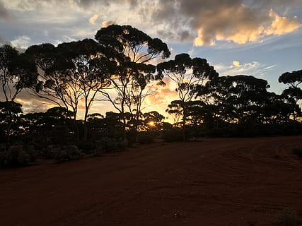Australia, Kalgoorlie, tramonto, alberi, rosso, cielo, nuvola - cielo, albero, pianta, bellezza nella natura, scena tranquilla, la tranquillità, scenics - natura, silhouette, natura, ambiente, terra, nessuno, paesaggio, campo, colore arancione, crescita, scena non urbana, idilliaco, all'aperto, 4K, CC0, dominio pubblico, privo di copyright