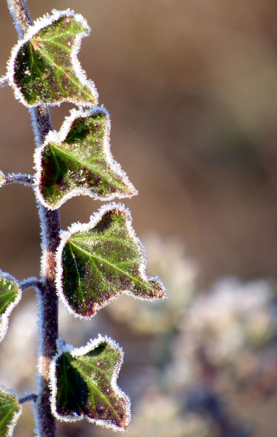iarnă, frunze, gel, natură, rece, îngheţ, frunziş, sezon, verde, creştere, plantă, a închide, să se concentreze asupra primelor elemente, frumusețe în natură, zi, nici o persoana, parte a plantelor, îngheţat, Culoarea verde, temperatura rece, fragilitate, gheaţă, zăpadă, în aer liber, liniște, 4K