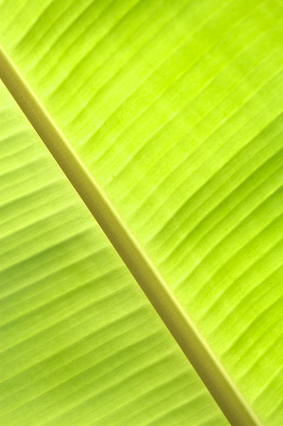 Tailandia, phe, ko samet, foglia di banana, foglia, pianta, piante, natura, bellezza nella natura, bellezza, photoholgic, viaggio, verde, Banana, colore verde, parte vegetale, foglia di palma, fotogramma intero, sfondi, Palma, nessuno, avvicinamento, crescita, fronda, modello, vena fogliare, le foglie, clima tropicale, strutturato, all'aperto, focalizzazione morbida, albero tropicale, foresta pluviale, 2K