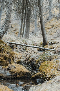 bosc, cos, aigua, escorça, calma, Canadà, fred, la llum del dia, medi ambient, flora, gelades, paisatge, molsa, naturalesa, parc, pacífica, plantes, roques, arrels, escènic, temporada, pedra, arbres, tronc, hivern, fusta, boscos, arbre, planta, cap gent, terra, tronc de l'arbre, tranquil·litat, bellesa a la natura, dia, primer pla, rock, creixement, a l'aire lliure, rock - object, moviment, riu, aigua que flueix, que flueix, 5K, CC0, domini públic, lliure de regalies