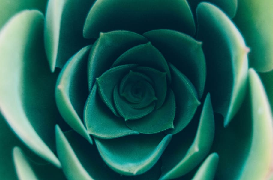 saftige, blomst, plantning, have, plante, grøn, natur, blomstrende plante, Rose, skønhed i naturen, fuld ramme, rosenblomst, tæt på, sårbarhed, skrøbelighed, friskhed, ingen mennesker, blomsterhoved, blomsterstand, vækst, kronblad, grøn farve, baggrunde, blødhed, 4K