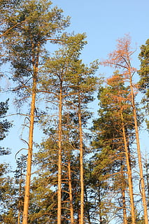 pijnboom, veld-, landschap, natuur, boom, groen, gras, bossen, bomen, zonsopkomst, zon, bladeren, in de herfst van, fabriek, lage hoekweergave, Bos, groei, hemel, schoonheid in de natuur, groot hoog, dag, geen mensen, land-, boomstam, romp, kalmte, buitenshuis, scenics - natuur, niet-stedelijke scène, herfst, rustige scène, verandering, Boomkap, naaldboom, bamboe - plant, 5K, CC0, publiek domein, royaltyvrij