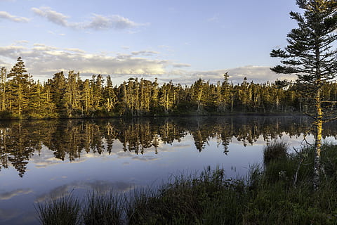 Canada, tor bay, riflessione, acqua, albero, pianta, lago, la tranquillità, bellezza nella natura, scena tranquilla, scenics - natura, cielo, crescita, scena non urbana, natura, nessuno, nuvola - cielo, giorno, foresta, idilliaco, terra, all'aperto, lago di riflessione, 5K, CC0, dominio pubblico, privo di copyright
