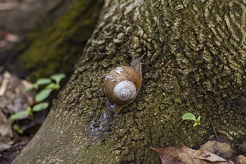 lumaca, traccia, foresta, abbaiare, natura, albero, la struttura del, fauna selvatica, animale, temi animali, mollusco, gasteropode, animali allo stato selvatico, tronco d'albero, tronco, pianta, invertebrato, terra, un animale, nessuno, conchiglia, guscio di animale, avvicinamento, muschio, all'aperto, piccolo, foresta pluviale, 2K, CC0, dominio pubblico, privo di copyright