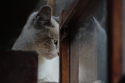 ecuador, Quito, kat, killing, pattedyr, dyr, dyre temaer, et dyr, indenlandske, kæledyr, indenlandske kat, husdyr, feline, hvirveldyr, ingen mennesker, bakkenbart, træ - materiale, vindue, indendørs, tæt på, leder, dyr kropsdel, kigger væk, dyr hoved, 5K, CC0, offentligt domæne, royaltyfrie