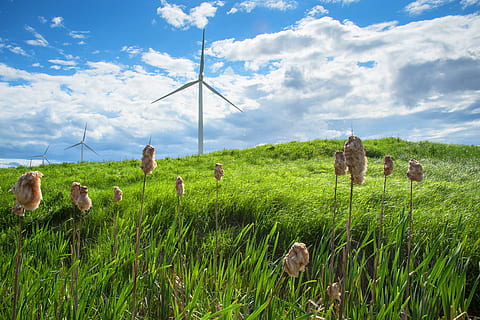 pianta verde, mulino a vento, campo, prateria, all'aperto, natura, animale, uccello, pollame, pollo, macchina, motore, il motore, campagna, prato, rurale, azienda agricola, pianta, erba, turbina, pascolo, nuvola - cielo, cielo, colore verde, terra, ambiente, mammifero, animali domestici, gruppo di animali, paesaggio, bellezza nella natura, domestico, bestiame, giorno, temi animali, nessuno, 4K, CC0, dominio pubblico, privo di copyright