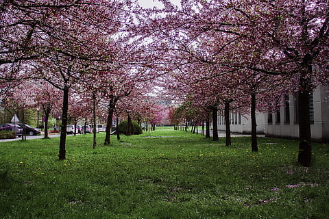 lyserød, bladede, træer, grøn, græsfelt, smuk, flor, blomstrende, blomstre, grene, lyse, Kirsebær blomster, farve, miljø, flora, blomster, have, græs, vækst, landskab, magenta, natur, udendørs, parkere, sæson, forår, plante, træ, blomst, blomstrende plante, skønhed i naturen, lyserød farve, ro, friskhed, scenics - natur, dag, kirsebær blomst, ingen mennesker, jord, skrøbelighed, Kirsebærtræ, treelined, 2K, CC0, offentligt domæne, royaltyfrie