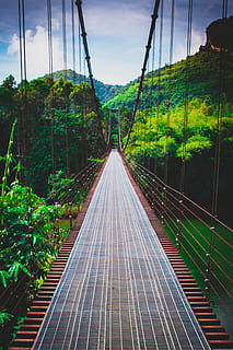 Tailàndia, khao sok, connexió, planta, arbre, el camí a seguir, naturalesa, pont, arquitectura, perspectiva decreixent, transport, direcció, pont - estructura feta per l'home, estructura construïda, dia, cable, pont de corda, cel, cap gent, creixement, color verd, corda, a l'aire lliure, passarel·la, 5K, CC0, domini públic, lliure de regalies