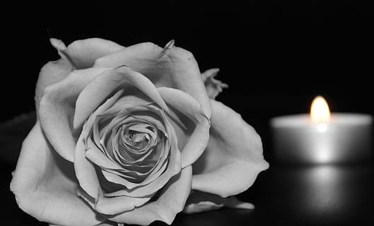 Trandafir, lumânare, proaspăt, floare, natură, parfum, grădină, înflorit, memorie, tristeţe, frumusețe în natură, planta cu flori, prospeţime, a închide, vulnerabilitate, fragilitate, plantă, ardere, în interior, Fundal negru, petală, foc, flacără, inflorescenţă, cap de floare, nici o persoana, valentine - sărbătoare, buchet, nevinovăţie, 4K, CC0, domeniu public, fără drepturi de autor