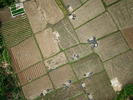 antenne, utsikt, gård, fugleperspektiv, lys, dagslys, miljø, felt, gress, vekst, landskap, natur, risfelt, scenisk, trær, høy vinkel visning, dag, jordbruk, grønn farge, land, anlegg, mønster, ingen folk, landlige scene, flybilde, utendørs, full ramme, geometrisk form, bakgrunn, 4K, CC0, offentlig domene, opphavsrett gratis