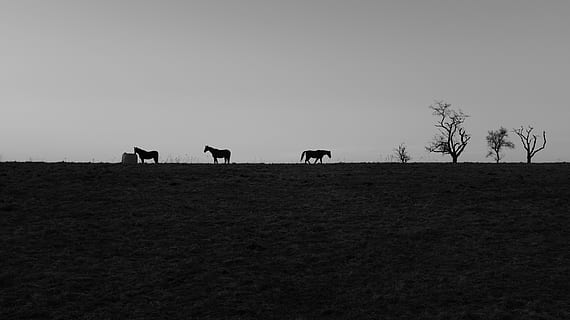 treens, montagne, natura, animali, sagome, cavalli, Fujifilm, bianco e nero, bw, Germania, Baviera, selvaggio, Diviso, all'aperto, colline, habitat, habitat del cavallo, Flipboard, mammifero, animale, temi animali, cielo, campo, terra, bestiame, animali domestici, gruppo di animali, vertebrato, silhouette, domestico, pianta, albero, fauna selvatica, copia spazio, paesaggio, nessuno, erbivoro, 5K, CC0, dominio pubblico, privo di copyright