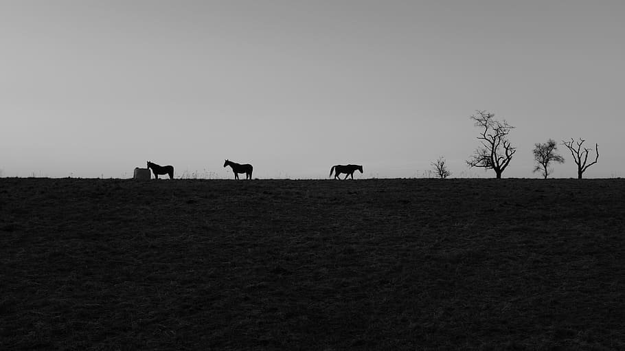 treens, montagne, natura, animali, sagome, cavalli, Fujifilm, bianco e nero, bw, Germania, Baviera, selvaggio, Diviso, all'aperto, colline, habitat, habitat del cavallo, Flipboard, mammifero, animale, temi animali, cielo, campo, terra, bestiame, animali domestici, gruppo di animali, vertebrato, silhouette, domestico, pianta, albero, fauna selvatica, copia spazio, paesaggio, nessuno, erbivoro, 5K