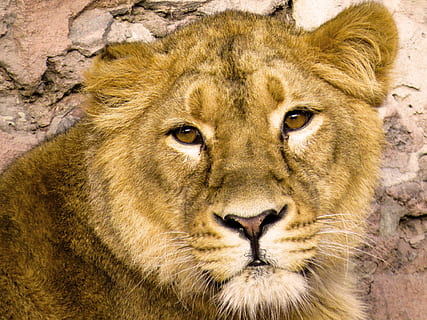 animali, predatore, Leone, grande gatto, carnivori, selvaggio, ritratto animale, criniera, viso, tiergarten nürnberg, fauna selvatica, animale, animali allo stato selvatico, temi animali, felino, mammifero, un animale, gatto, leone - felino, ritratto, avvicinamento, nessuno, carnivora, vertebrato, parte del corpo animale, testa di animale, giorno, guardando la fotocamera, all'aperto, gatto non addomesticato, occhio animale, 4K, CC0, dominio pubblico, privo di copyright