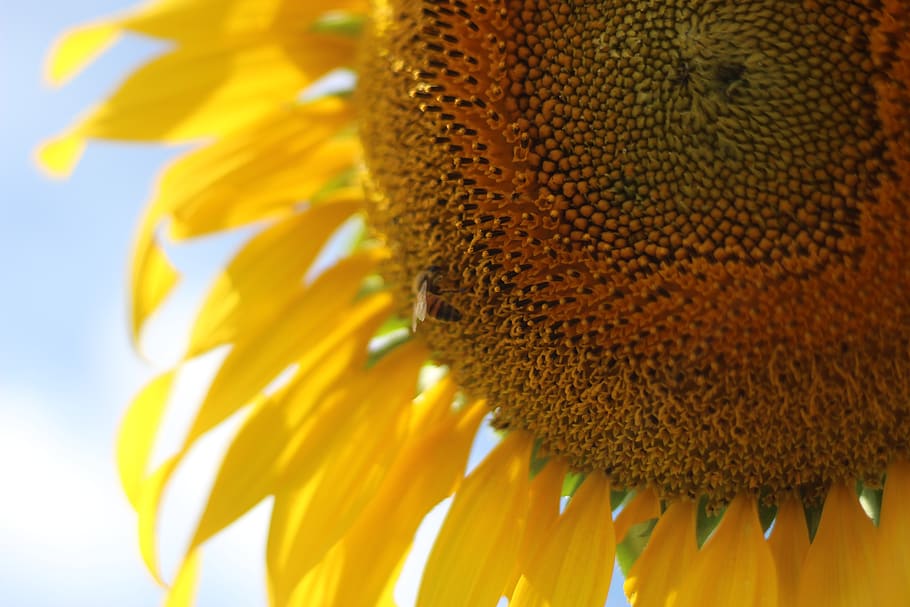 gira-sol, flors, groc, estiu, naturalesa, obert, planta, flor, pol·len, brillant, color, muak lek, la llavor, primer pla, temes d'animals, frescor, bellesa a la natura, un animal, cap gent, animal, fauna animal, cap de flor, planta amb flors, primer pla extrem, pètal, creixement, animals a la natura, 5K