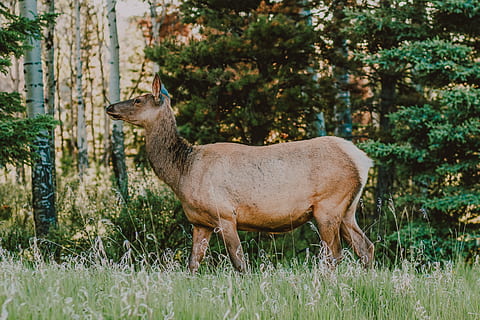 hnědý, Jelen, les, během dne, zvíře, volně žijících živočichů, elk, savec, antilopa, Příroda, Kanada, zelená, alberta, rostlina, strom, vegetace, přistát, venku, paroh, symbol, šipka, zoo, zvířat, obratlovců, zvířata ve volné přírodě, stojící, jednoho zvířete, pole, boční pohled, domácí zvířata, tráva, den, nikdo, růst, býložravý, 5K, CC0, veřejná doména, bez autorských práv