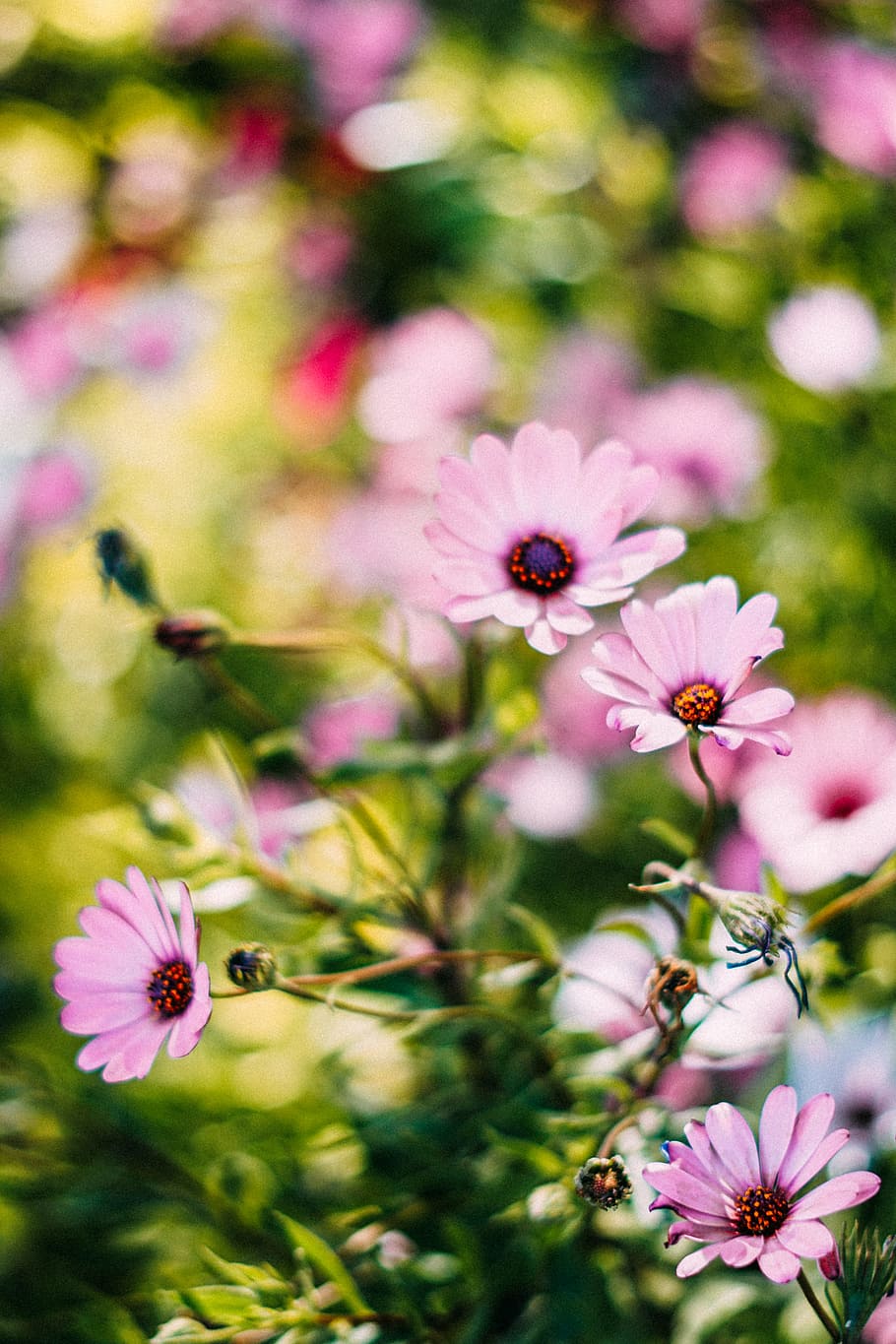 Tiefe, Feldfoto, Rosa, Blütenblätter, Blühen, unscharfer Hintergrund, Bokeh, hell, Nahansicht, tagsüber, Tiefenschärfe, Feld, Flora, Blumen, Garten, Wachstum, Blätter, Natur, draußen, Pflanzen, blühende Pflanze, Blume, Pflanze, Zerbrechlichkeit, Frische, Verletzlichkeit, Blütenblatt, Schönheit in der Natur, Blütenkopf, Blütenstand, pinke Farbe, Fokus auf den Vordergrund, keine Leute, Tag, Pollen, selektiver Fokus, lila, 5K