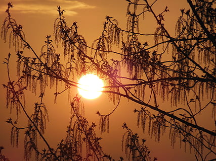 sunrise, tree, spring, nature, sky, mood, sunset, sun, plant, beauty in nature, sunlight, tranquility, branch, silhouette, scenics - nature, no people, low angle view, tranquil scene, cloud - sky, outdoors, orange color, growth, idyllic, lens flare, bright, stalk, 2K, CC0, public domain, royalty free