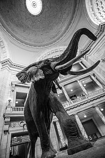 ochi, alb-negru, piele, trompă, regat, Washington DC, istorie, mare, animal, colț, ureche, elefant, arhitectură, sculptură, construită, reprezentarea animalelor, vedere unghiulară joasă, statuie, artă și sculptură, reprezentare, în interior, mamifer, nici o persoana, animale tematice, un animal, iluminat, tavan, ambarcațiune, creativitate, clădire, bogat ornamentat, 5K, CC0, domeniu public, fără drepturi de autor
