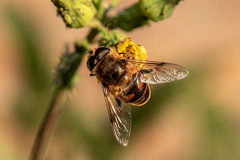 mlha včela, bahenní včela, průsvitný včelí keilfleckschwebfliege, eristalis tenax, vznášet se létat, kožešinový, hmyz, zvíře, Příroda, křídlo, zblízka, květ, běžný geiskraut, příjem potravy, bezobratlý, zvířat, jednoho zvířete, zvířata ve volné přírodě, detail, zaměřit se na popředí, včela, krása v přírodě, rostlina, nikdo, zvířecí křídlo, křehkost, opylování, den, selektivní zaměření, květu hlavy, 5K, CC0, veřejná doména, bez autorských práv