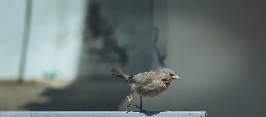 ocell marró, ocell, animal, Índia, bec, anthus, sector 3d, gandhinagar, pinzell, ploma, cua, ales, ballant, inflat, cames, caminar, pati posterior, merla, Agelaius, wren, pardal, vertebrats, un animal, centrar-se en primer pla, fauna animal, animals a la natura, posat, dia, cap gent, naturalesa, primer pla, a l'aire lliure, material de fusta, longitud completa, vista lateral, songbird, 4K