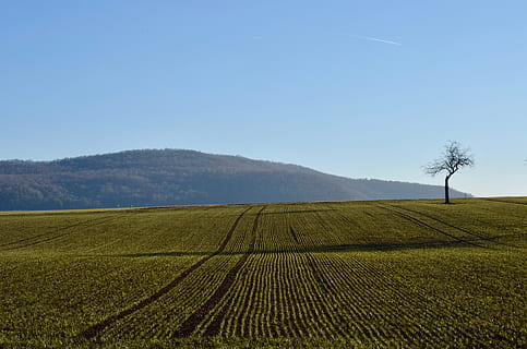 fruit tree, field, landscape, tree, agriculture, sky, arable, arable land, hill, green, rural, land, tranquil scene, environment, scenics - nature, rural scene, tranquility, plant, beauty in nature, nature, farm, growth, day, no people, mountain, clear sky, outdoors, plantation, 4K, CC0, public domain, royalty free
