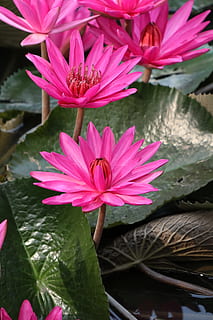 multiplu, nufăr, roz, frumos, flori, frunze, lac, proaspăt, apă, natural, verde, verde inchis, a inflori, botanic, peisaj, grădină, floare, planta cu flori, plantă, petală, fragilitate, vulnerabilitate, frumusețe în natură, prospeţime, culoarea roz, inflorescenţă, cap de floare, a închide, creştere, parte a plantelor, natură, lotus de apă crin, polen, nici o persoana, plutește pe apă, în aer liber, Violet, 5K, CC0, domeniu public, fără drepturi de autor