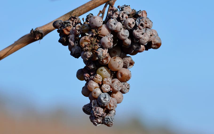 raïm, més madur, podridura noble, vinya, viticultura, vi, planta, menjar i beguda, menjar, alimentació saludable, fruita, munt, benestar, agricultura, naturalesa, frescor, abundància, cap gent, dia, gran grup d'objectes, blau, fruites de baies, cel, creixement, madur, a l'aire lliure, elaboració de vins, 4K