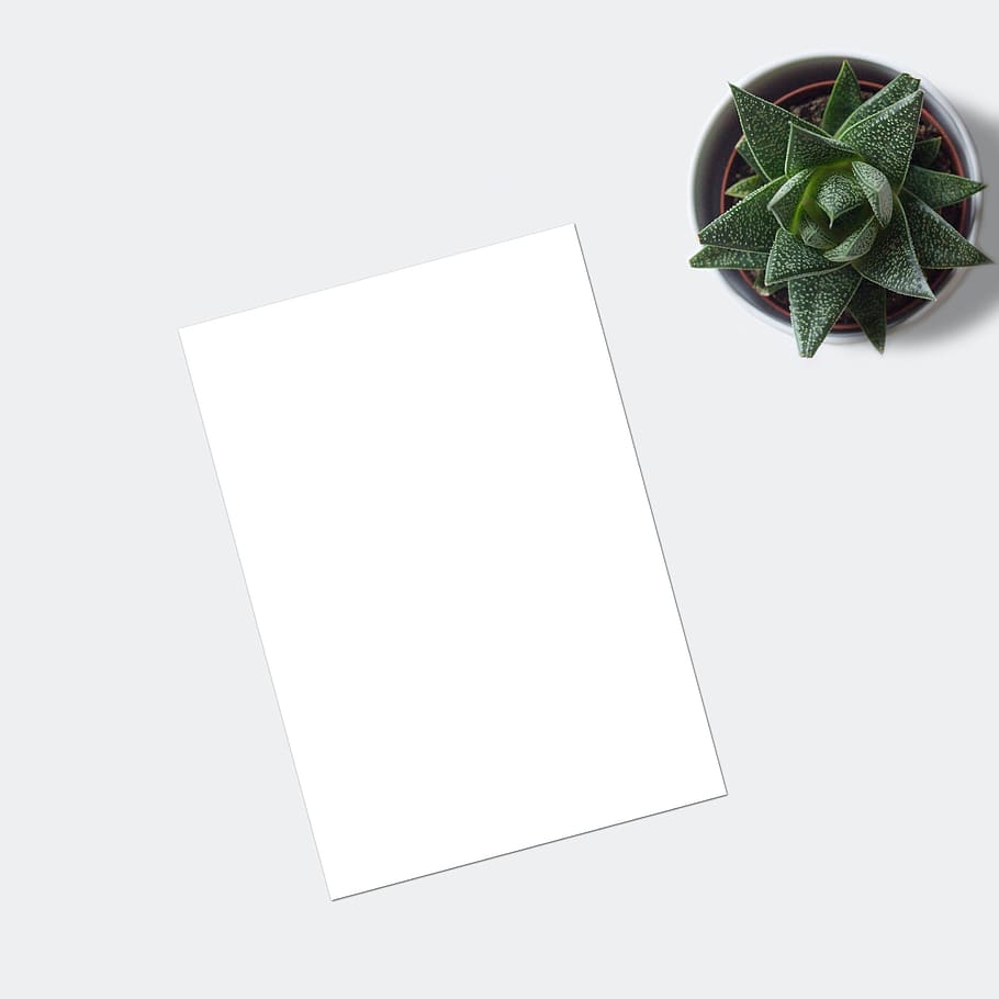 flatlay, plante, e-handel, mockup, blank, papir, markedsføring, forretning, saftige, ark, skrivebord, bord, hvidt ark, portefølje, butik, tegning, maleri, layout, digital kunst, digital, plakat, billede, instagram, saftige plante, blog, kopiere plads, hvid baggrund, studio skud, indendørs, plante del, blad, ingen mennesker, hvid farve, stilleben, høj vinkel visning, grøn farve, skåret ud, direkte over, natur, kreativitet, form, tom, blade, 2K