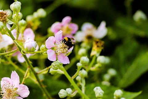 negro, marrón, abeja, rosado, flor, selectivo, fotografía de enfoque, hermoso, floración, floreciente, brotes, de cerca, color, delicado, campo, flora, las flores, jardín, verde, crecimiento, insecto, naturaleza, néctar, nectarina, al aire libre, polen, polinización, verano, planta floreciendo, belleza en la naturaleza, frescura, planta, fragilidad, animales en la naturaleza, vulnerabilidad, invertebrado, fauna animal, animal, pétalo, temas de animales, cabeza de flor, un animal, nadie, abejorro, púrpura, 5K, CC0, dominio público, libre de derechos