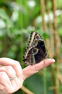 persoană, uman, insectă, deget, fluture, Statele Unite ale Americii, Cleveland, ohio, Cleveland gradina botanica, animal, nevertebrat, natură, monarh, molie, cui, mână, iris, plantă, inflori, floare, cricket insectă, umană, partea corpului uman, oameni adevărați, să se concentreze asupra primelor elemente, deținere, o persoana, parte a corpului, animale tematice, animale sălbatice, animale în sălbăticie, degetul uman, un animal, a închide, zi, persoană nerecunoscută, animal aripă, fluture - insectă, în aer liber, 5K, CC0, domeniu public, fără drepturi de autor