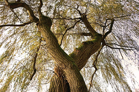 Log, Baum, verschlungen, Stamm, Laubbaum, Blätter, Holz, Natur, verdrehte, knotig, Korn, Struktur, Flora, Pflanze, Baumstamm, Kofferraum, Ast, Flachwinkelansicht, Ruhe, keine Leute, Tag, Schönheit in der Natur, Wachstum, draußen, Hintergründe, Himmel, Vollbild, Land, Borke, Szenen - Natur, kahler Baum, Baumkrone, 5K, CC0, gemeinfrei, lizenzfrei