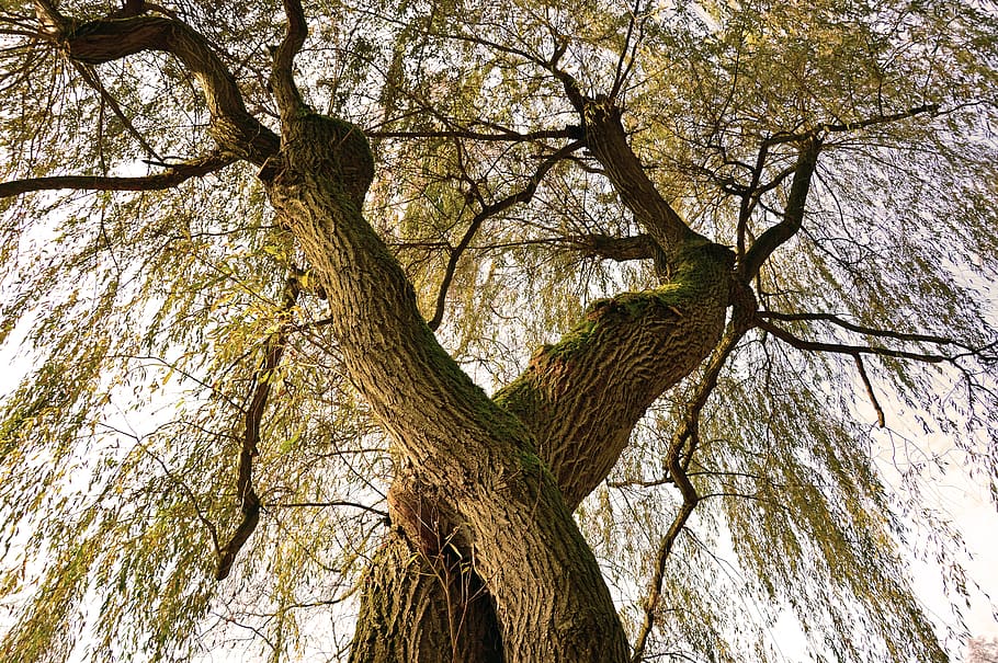 registre, arbre, devorat, tribu, arbre caducifoli, fulles, fusta, naturalesa, retorçat, nodrit, gra, estructura, flora, planta, tronc de l'arbre, tronc, branca, vista d’angle baix, tranquil·litat, cap gent, dia, bellesa a la natura, creixement, a l'aire lliure, fons, cel, marc complet, terra, escorça, escenics - natura, arbre nu, copa de l'arbre, 5K