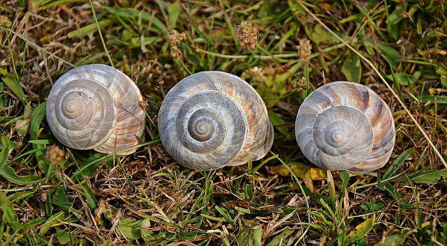 viatjar, guai, naturalesa, estiu, a l'aire lliure, verd, paisatge, Geòrgia, cargol, còclea, shell, vall, natural, parc, planeta, en viu, món, somiador, interessant, la majoria, surami, terra, fauna animal, primer pla, animal, closca d’animals, temes d'animals, mol·lusc, espiral, cap gent, camp, invertebrat, planta, herba, animals a la natura, gasteròpode, dia, grup d’animals, 4K