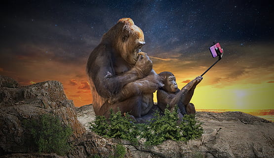 scimmia, autoscatto, telecamera, vacanze, estate, fotografia, ritratto, bastone selfie, smartphone, cellulare, mobile, divertimento, tramonto, giocare, cielo, primate, natura, temi animali, animale, mammifero, gruppo di animali, nessuno, fauna selvatica, animali allo stato selvatico, vertebrato, due animali, roccia, seduta, nuvola - cielo, solido, all'aperto, roccia - oggetto, famiglia di animali, composito digitale, 5K, CC0, dominio pubblico, privo di copyright