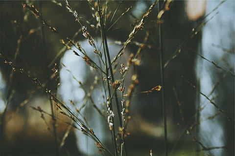 Pflanzen, Pflanze, Wachstum, Natur, keine Leute, selektiver Fokus, Tag, Schönheit in der Natur, Nahansicht, Baum, Fokus auf den Vordergrund, Ruhe, draußen, Land, Pflanzenstamm, Blatt, Pflanzenteil, Sonnenlicht, Ast, Zweig, trocken, 1080P, CC0, gemeinfrei, lizenzfrei