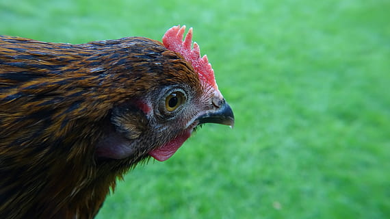 pollastre, verd, naturalesa, herba, ocell, animal, aus de corral, ploma, factura, plomatge, bonic, prat, temes d'animals, un animal, vertebrats, pollastre - ocell, mamífer, animals domèstics, primer pla, mascotes, nacional, centrar-se en primer pla, part del cos dels animals, bestiar, dia, cap gent, gall, cap d’animals, a l'aire lliure, bec, vista del perfil, ull d’animals, 5K, CC0, domini públic, lliure de regalies
