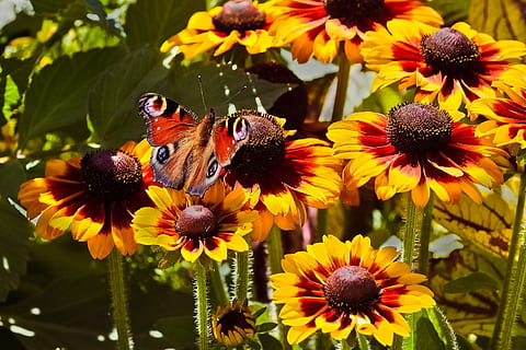květiny, coneflower, květ, Příroda, letní, rostlina, zahrada, flóra, zblízka, Jasný, okvětní lístek, echinacea, květinová zahrada, okvětní lístky, krása, zahradní rostlina, makro, okrasné rostliny, Krásná, žlutá, barva, motýl, kvetoucí rostlina, zranitelnost, křehkost, květu hlavy, krása v přírodě, růst, svěžest, květenství, bezobratlý, zvířata ve volné přírodě, hmyz, zvířat, detail, jednoho zvířete, zvíře, pyl, opylování, nikdo, venku, zvířecí křídlo, motýl - hmyz, 2K, CC0, veřejná doména, bez autorských práv
