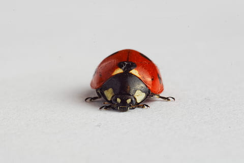 lieveheersbeestje, insect, dieren, dier, ongewerveld, dierlijke thema's, detailopname, dieren in het wild, één dier, dierenleven, kever, geen mensen, rood, studio opname, witte achtergrond, selectieve aandacht, binnenshuis, zoölogie, kopie ruimte, natuur, volledige lengte, 2K