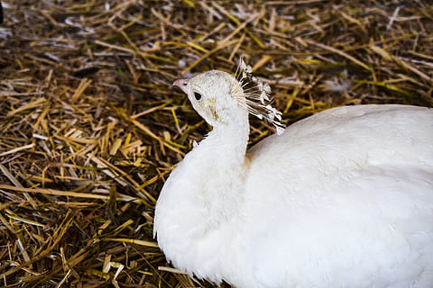 ocells, blanc, plomes, paons, albino, animals, vida agrícola, granja, fauna animal, un animal, temes d'animals, animal, vertebrats, ocell, animals a la natura, Color blanc, naturalesa, cap gent, dia, primer pla, camp, animal jove, planta, a l'aire lliure, terra, mirant, ocell jove, herba, 5K, CC0, domini públic, lliure de regalies