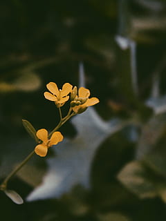 soft-fokus fotografering, gul, petaled blomster, blomst, blomstringen, blomstre, uklarhet, sløret bakgrunn, botanisk, nærbilde, farger, flora, blomster, hage, vekst, natur, petals, planter, gul blomst, blomstrende plante, skjørhet, sårbarhet, anlegg, skjønnhet i naturen, friskhet, petal, inflorescence, blomsterhodet, fokusere på forgrunnen, selektiv fokusering, dag, ingen folk, utendørs, blad, 2K, CC0, offentlig domene, opphavsrett gratis