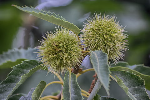 kastanier, efterår, skal, tornede, blade, plante, vækst, tæt på, grøn farve, natur, ingen mennesker, skønhed i naturen, mad og drikke, fokus på forgrunden, mad, friskhed, blad, plante del, dag, sund kost, spiked, frugt, udendørs, træ, blomst, strittende, 5K, CC0, offentligt domæne, royaltyfrie