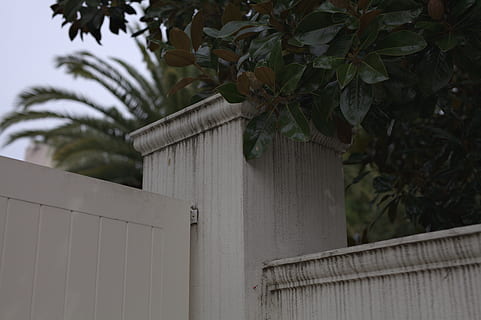 Austràlia, Melbourne, deco, urbà, brut, plantes, senyoreta, planta, estructura construïda, full, part de la planta, arquitectura, naturalesa, creixement, arbre, límit, exterior de l'edifici, barrera, tanca, cap gent, dia, Palmera, a l'aire lliure, primer pla, centrar-se en primer pla, clima tropical, material de fusta, 5K, CC0, domini públic, lliure de regalies