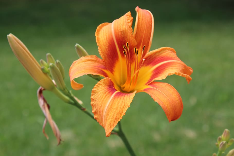 dia, lliri, taronja, tacat, flor, floral, botànic, macro, naturalesa, jardí, florint, estiu, verd, planta amb flors, pètal, fragilitat, vulnerabilitat, planta, frescor, inflorescència, cap de flor, bellesa a la natura, creixement, primer pla, lliri de dia, pol·len, color taronja, centrar-se en primer pla, botànica, estambres, cap gent, a l'aire lliure, 5K