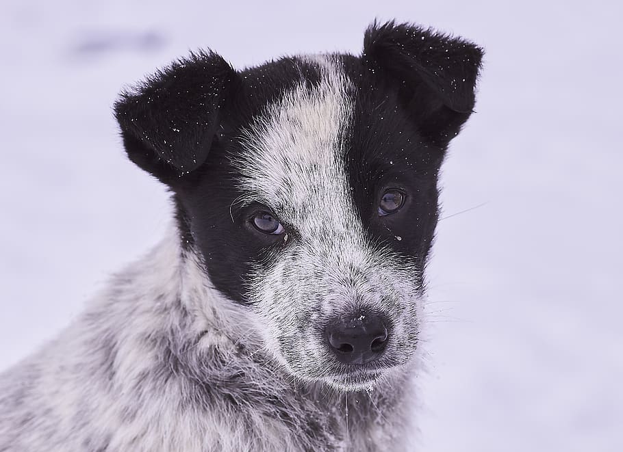 cane, la neve, in inverno, ritratto, occhi, pelliccia, carina, natura, freddo, un animale, mammifero, domestico, temi animali, animale, animali domestici, canino, vertebrato, concentrarsi sulle conoscenze acquisite, temperatura fredda, avvicinamento, guardando la fotocamera, nessuno, inverno, parte del corpo animale, testa di animale, border collie, baffo, Jack Russell Terrier, 2K
