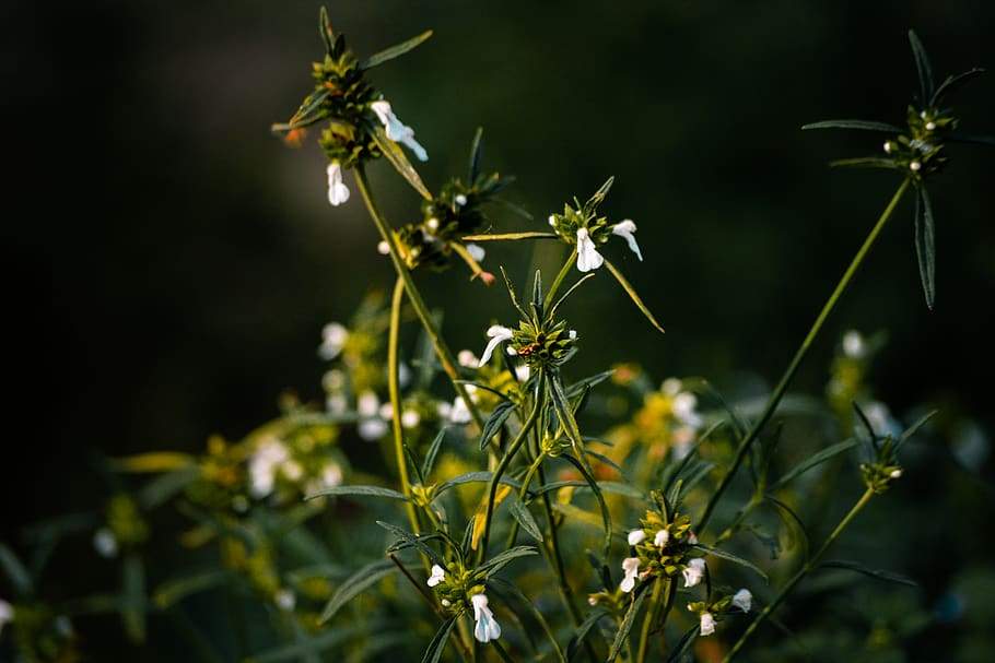indien, Siliguri, blomst, bokeh, sløret baggrund, træer, klart billede, natur, tapet, Skov, græs, plante, vækst, tæt på, skønhed i naturen, friskhed, ingen mennesker, blomstrende plante, grøn farve, selektiv fokusering, dag, udendørs, skrøbelighed, plante del, sårbarhed, blad, fokus på forgrunden, plantestamme, ro, 5K