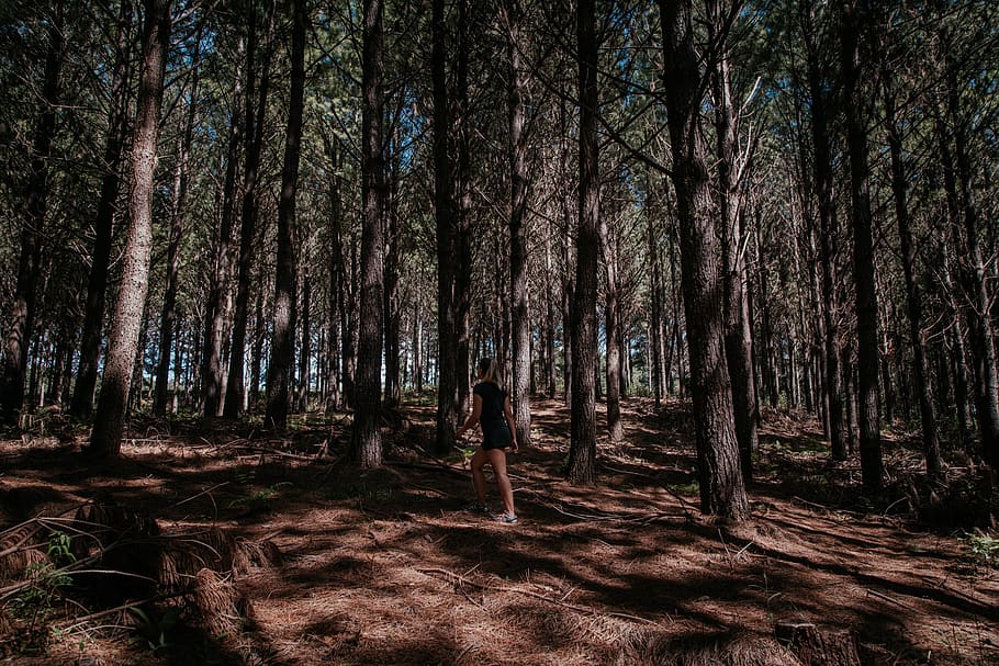 Kadın, yürüme, orman, arka plan, çevre, yürüyüş, peyzaj, doğa, açık havada, manzara, ağaç, arazi, bitki, huzur, ormanlık, büyüme, gövde, doğada güzellik, ağaç gövdesi, sakin sahne, gerçek insanlar, ayakta, bir kişi, kentsel olmayan sahne, gün, yaşam, manzaralar - doğa, boş zaman etkinliği, 5K