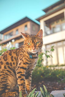 Brun, sort, fik øje på, kat, kæledyr, dyr, pattedyr, ocelot, leopard, jaguar, dyreliv, panter, Forenede Stater, manhattan beach, Abyssinian, killing, Manx, et dyr, dyre temaer, feline, indenlandske, husdyr, fokus på forgrunden, indenlandske kat, hvirveldyr, kigger på kameraet, portræt, bygning udvendig, bygget struktur, arkitektur, ingen mennesker, bygning, dag, bakkenbart, tabby, 5K, CC0, offentligt domæne, royaltyfrie