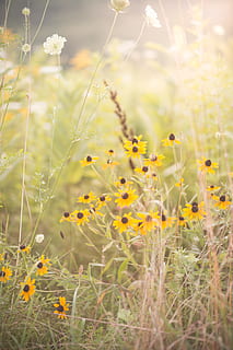gulblomstrede blomster, græsarealer, udendørs, Mark, natur, plante, græs, gård, landdistrikterne, eng, landskabet, blomstre, blomst, Asteraceae, tusindfryd, daisy, aster, forår, vegetation, landskab, blomstrende plante, vækst, skønhed i naturen, skrøbelighed, jord, sårbarhed, friskhed, gul, dag, selektiv fokusering, ingen mennesker, dyre temaer, dyr, tæt på, sollys, ro, blomsterhoved, 5K, CC0, offentligt domæne, royaltyfrie