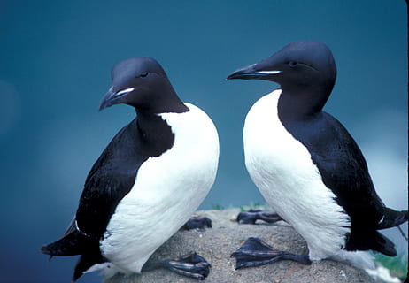 murres, paksu, lintu, eläin, luonto, pari, eläinten teemoja, ryhmä eläimiä, eläinten villieläimet, eläimiä, kaksi eläintä, selkärankainen, ei ihmisiä, pingviini, päivä, lähikuva, vesi, meri, keskittyä etualalle, maa, ulkona, rock, eläinperhe, 2K, CC0, public domain, rojaltivapaa